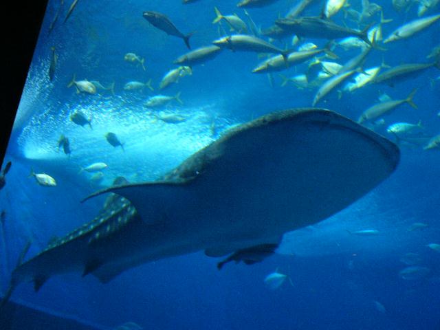 b0024266_23136.jpg
