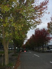 b0039373_17474376.jpg