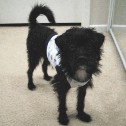 b0035453_15312341.gif