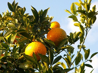 a0034419_15463729.jpg