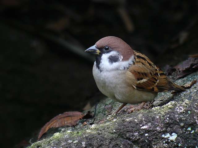 b0069564_2052645.jpg