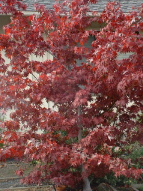 b0059565_442614.jpg