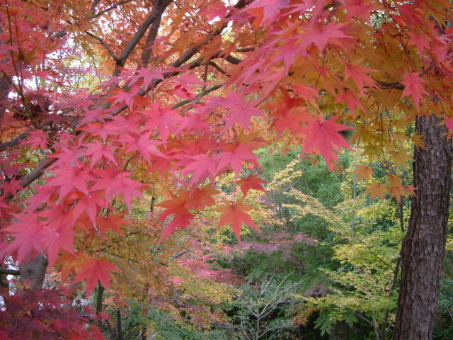 b0055171_952666.jpg