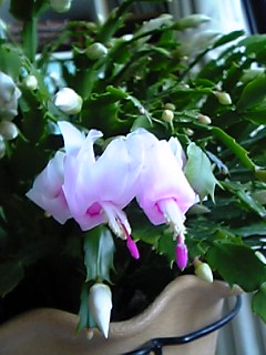 a0027720_1183630.jpg