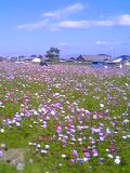 b0055385_1934453.jpg
