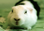b0060091_2233040.gif