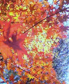 b0052816_17504798.jpg