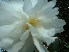 b0061107_23294770.jpg