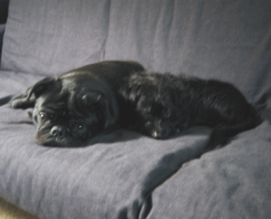 b0035453_955229.gif