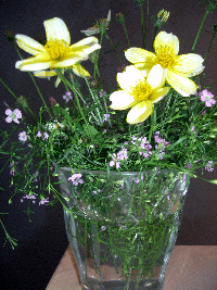 b0037160_16343873.gif