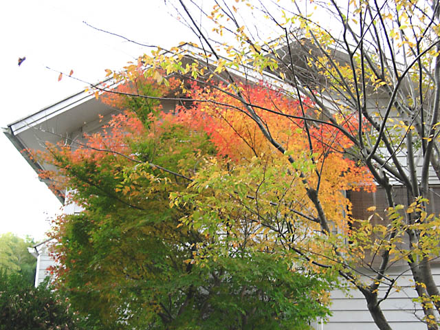 b0053660_11461388.jpg