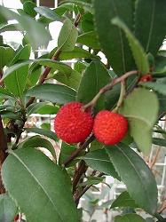 b0056172_1840956.jpg
