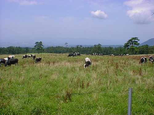 c0001069_2334077.jpg