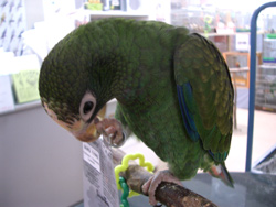 c0004078_1838175.jpg