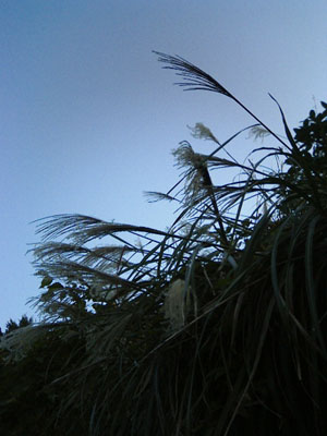 b0058229_20304021.jpg