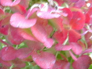 b0015260_15272086.jpg
