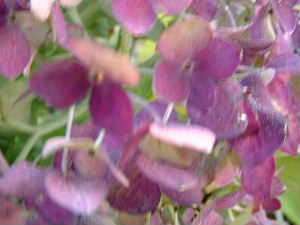 b0015260_15374083.jpg