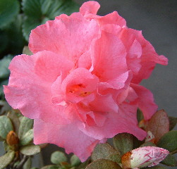 b0009665_0515667.jpg