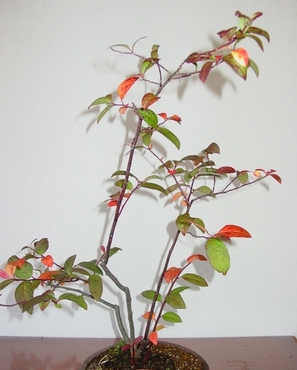 b0052108_928553.jpg