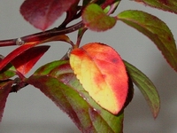 b0052108_930079.jpg