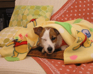b0065067_02668.gif