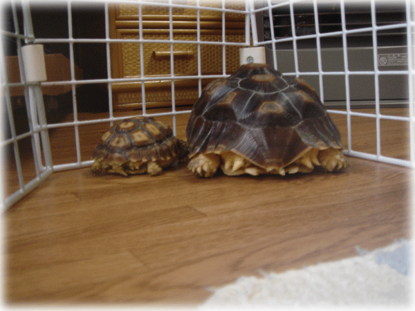 b0055276_1451857.gif