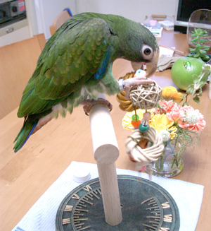 c0004078_17275760.jpg