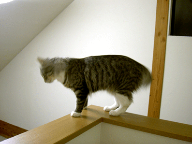 b0065499_1451276.gif