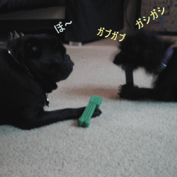b0035453_10203149.gif