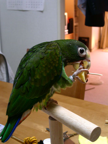 c0004078_11234741.jpg