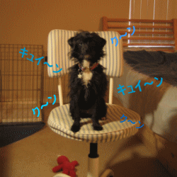 b0035453_16133491.gif