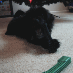b0035453_1613784.gif