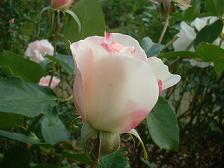 b0061107_10482565.jpg
