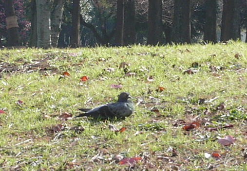c0017802_16132087.jpg