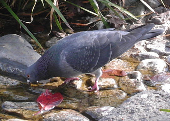 c0017802_1613343.jpg
