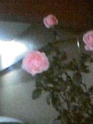 b0065936_19213768.jpg