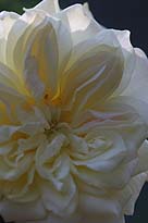 c0006870_2302197.jpg