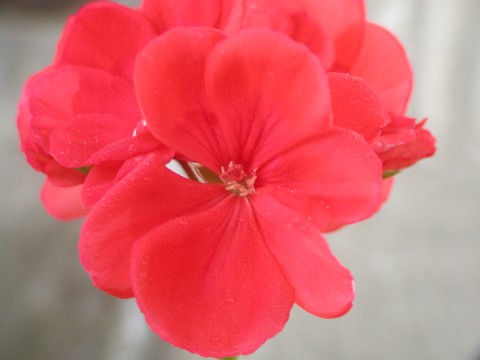 a0004023_7164350.jpg