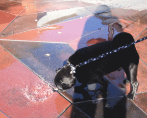 b0035453_1146357.gif