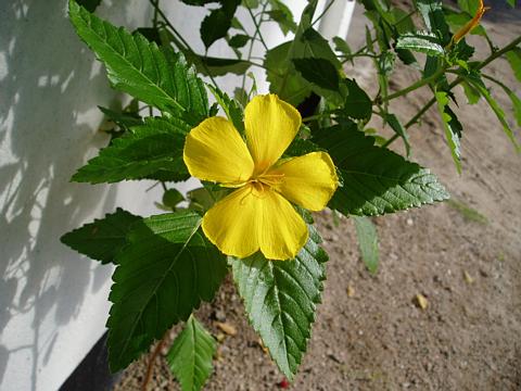a0000014_23201265.jpg