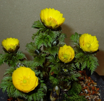 b0052108_095481.jpg