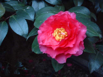 a0030411_21122499.jpg