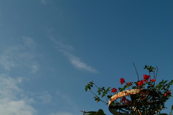 b0027880_1046133.jpg