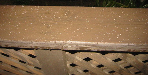 a0027290_818763.jpg