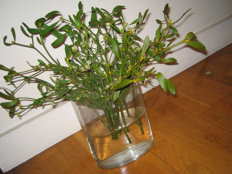 c0005899_7365979.jpg