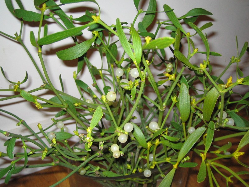 c0005899_7374387.jpg