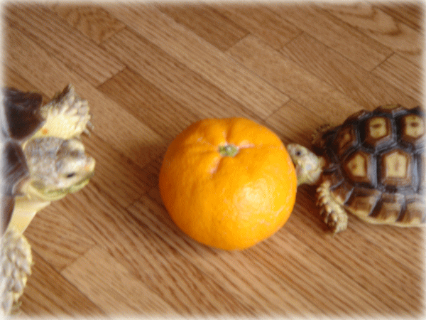 b0055276_1133131.gif