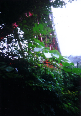 c0016712_1739421.jpg