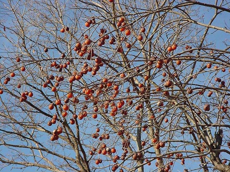 b0002156_048589.jpg