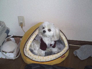 b0060071_1565422.jpg